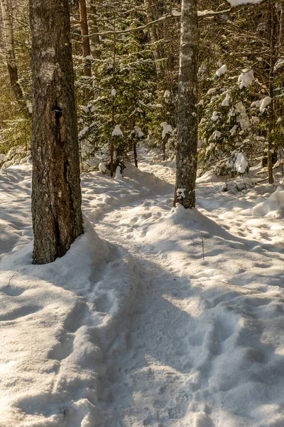 tourist trail in winter snow with boot tracks and steps