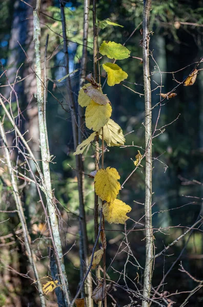 Giallo Avvertire Giorno Autunno Nel Vecchio Parco Forestale Con Foglie — Foto Stock