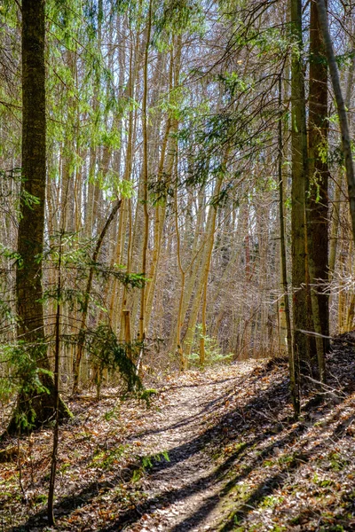 Sentier Touristique Dans Parc Vert Été Avec Gravier Rails Bois — Photo