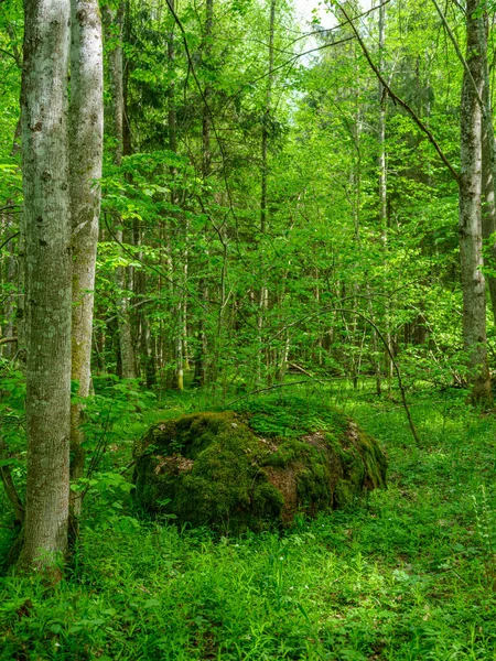 Zielony Letni Las Mokrymi Liśćmi Porośniętymi Mchem Kamieniami Zielonymi Liśćmi — Zdjęcie stockowe
