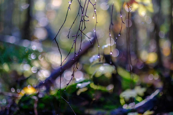 Mokrý Slunečný Podzimní Den Lese Několika Listy Stromech Sluncem Svítí — Stock fotografie