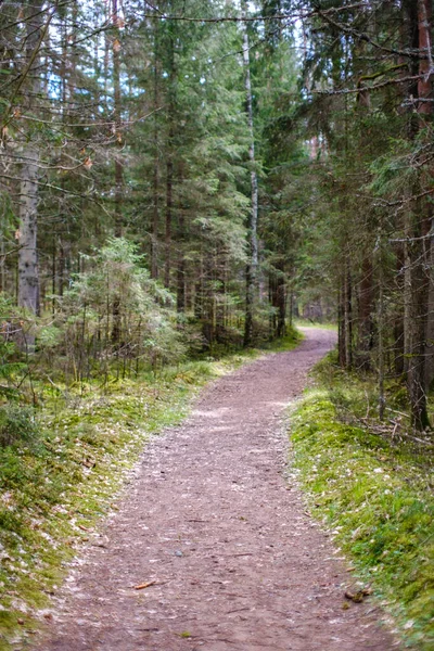 Percorso Turistico Nel Parco Verde Estivo Con Ghiaia Rotaie Legno — Foto Stock