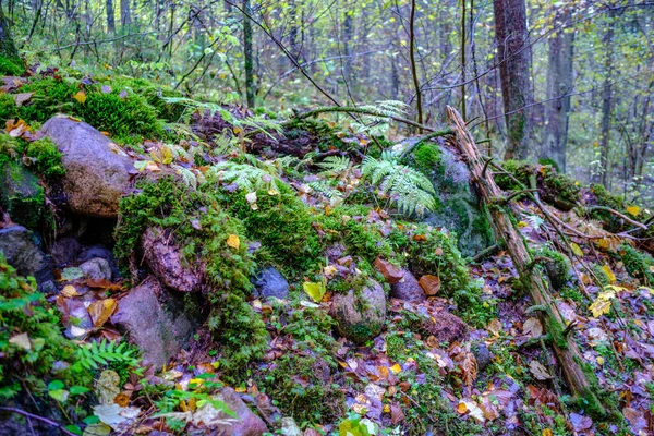 Våt Solig Höstdag Skogen Med Blad Träden Och Sol Skiner — Stockfoto