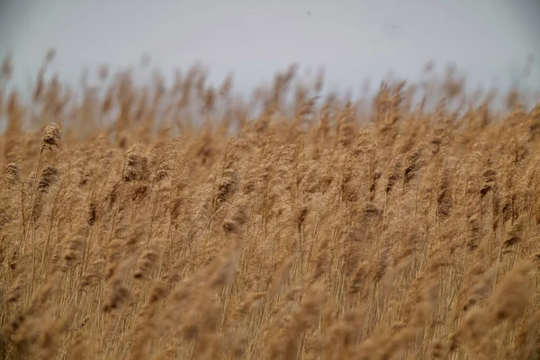 Dry Bents Sea Shore Late Winter Bleak Tones Dark Mood — Stock Photo, Image