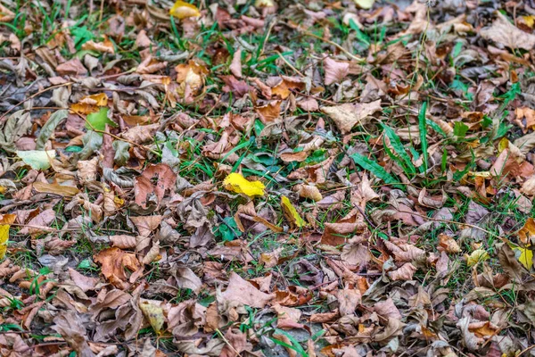 Trockenes Laub Auf Waldboden Frühjahr Mit Dunkelbraunem Boden — Stockfoto