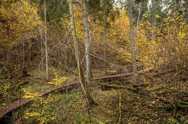 Amarelo Avise Dia Outono Antigo Parque Florestal Com Folhas Douradas — Fotografia de Stock