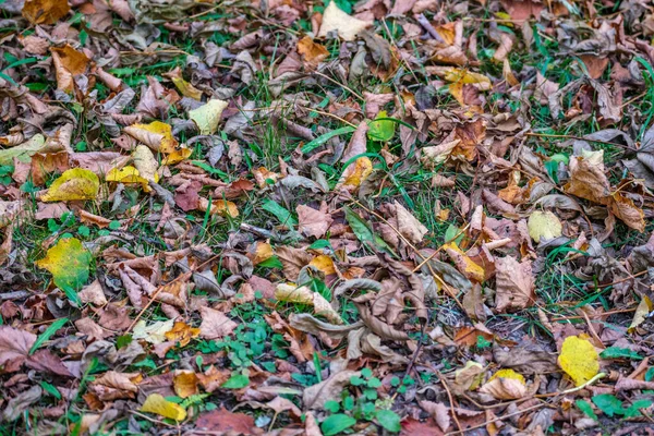 Árvore Seca Deixa Textura Chão Floresta Primavera Com Solo Marrom — Fotografia de Stock