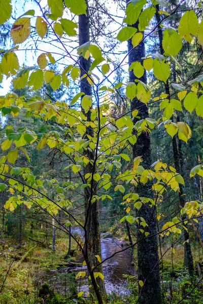 Våt Solig Höstdag Skogen Med Blad Träden Och Sol Skiner — Stockfoto