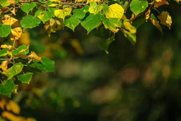 木漏れ日が少ない森の中の晴れた秋の日黄金の葉に枝を通して輝く太陽 — ストック写真