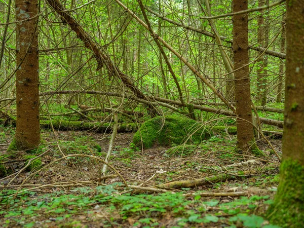 Verde Foresta Estiva Con Foglie Umide Muschio Coperto Pietre Con — Foto Stock