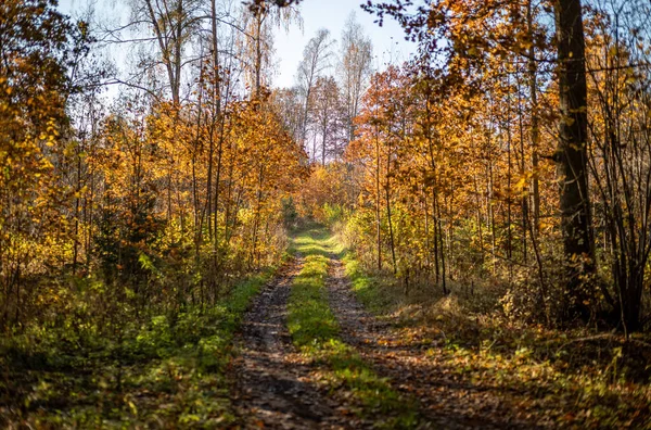 Yellow Warn Autumn Day Old Forest Park Golden Leaves Dark — Foto de Stock