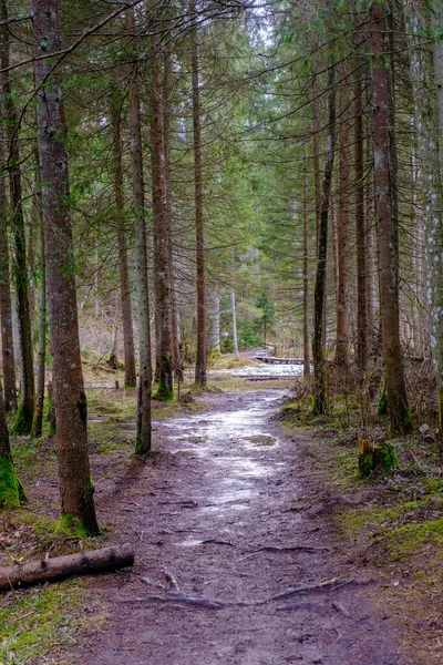 Touristenpfad Sommergrünen Park Mit Kies Holzschienen Und Bäumen Entspannung Der — Stockfoto