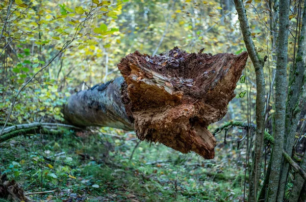 Sárga Figyelmeztetés Őszi Nap Régi Erdő Park Arany Levelek Sötét — Stock Fotó