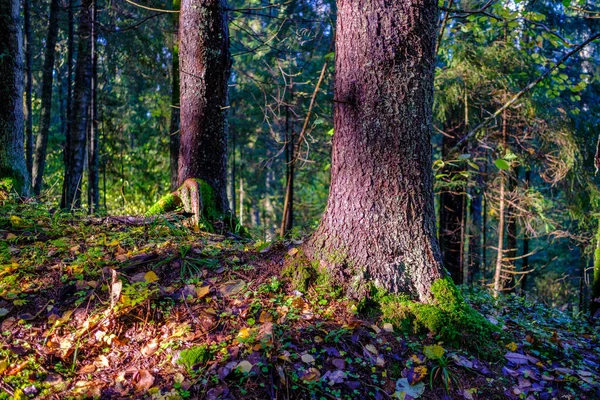 Våt Solig Höstdag Skogen Med Blad Träden Och Sol Skiner — Stockfoto