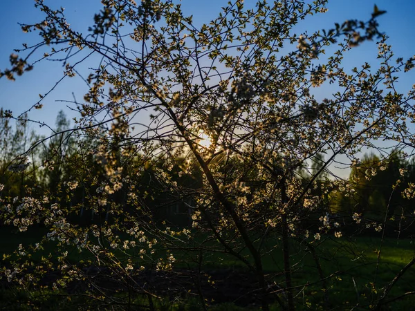 Barevný Večer Venkově Zahrada Mokrým Listím Paprsky Slunce Jarním Západu — Stock fotografie