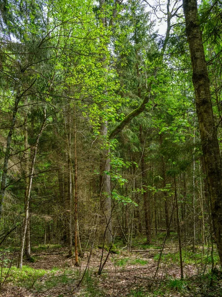 Grüner Sommerwald Mit Nassen Blättern Und Moosbewachsenen Steinen Mit Grünem — Stockfoto