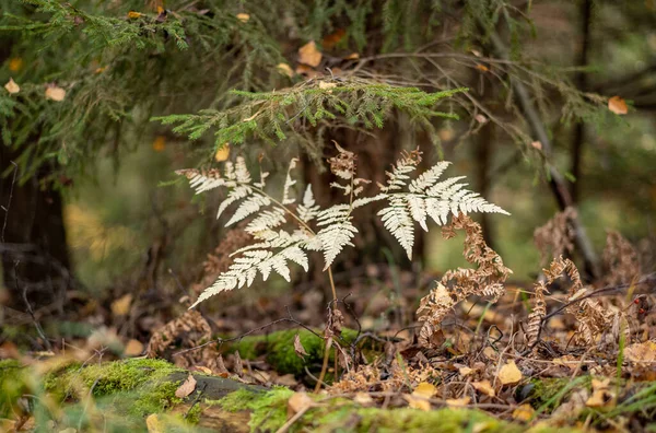 Giallo Avvertire Giorno Autunno Nel Vecchio Parco Forestale Con Foglie — Foto Stock