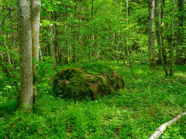 Зелений Літній Ліс Мокрим Листям Мохом Покритий Камінням Зеленим Листям — стокове фото