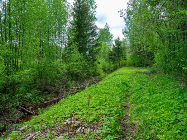 緑の葉と苔で覆われた緑の夏の森 — ストック写真