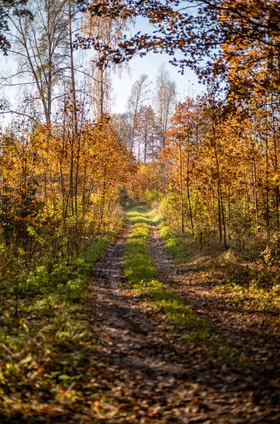 Gul Varning Höstdag Gammal Skogspark Med Gyllene Löv Och Mörk — Stockfoto