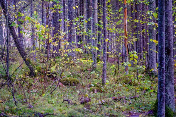 Jour Automne Ensoleillé Humide Dans Forêt Avec Peu Feuilles Sur — Photo