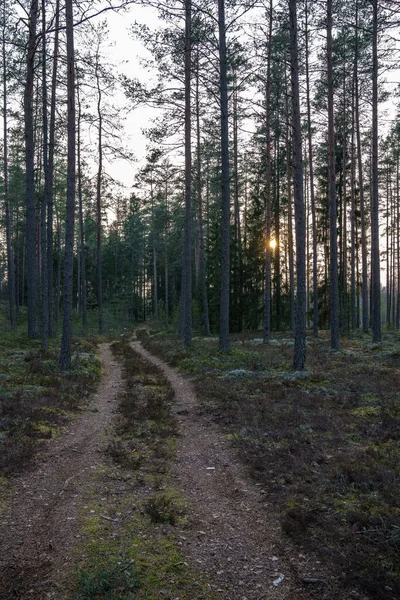 Sentier Touristique Dans Parc Vert Été Avec Gravier Rails Bois — Photo