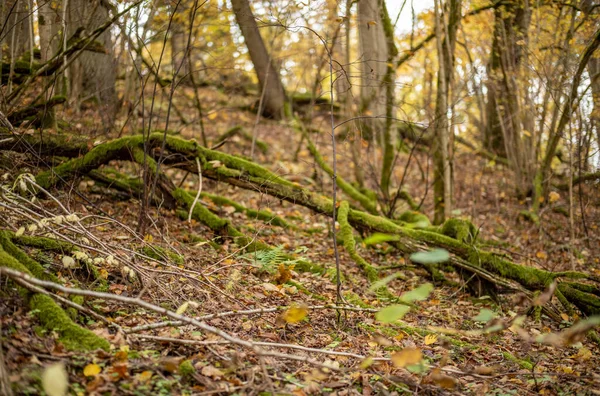 Yellow Warn Autumn Day Old Forest Park Golden Leaves Dark — 图库照片