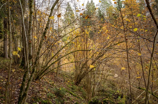 Giallo Avvertire Giorno Autunno Nel Vecchio Parco Forestale Con Foglie — Foto Stock