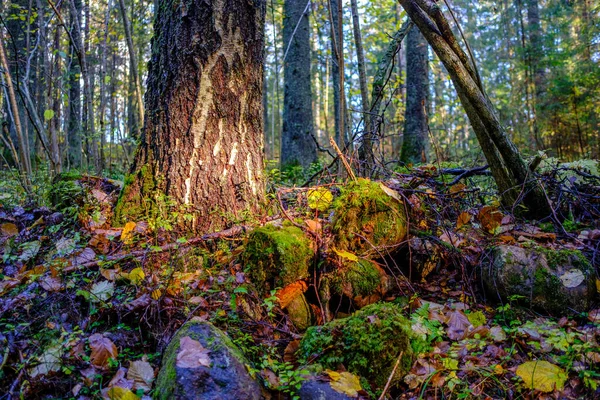 Våt Solig Höstdag Skogen Med Blad Träden Och Sol Skiner — Stockfoto
