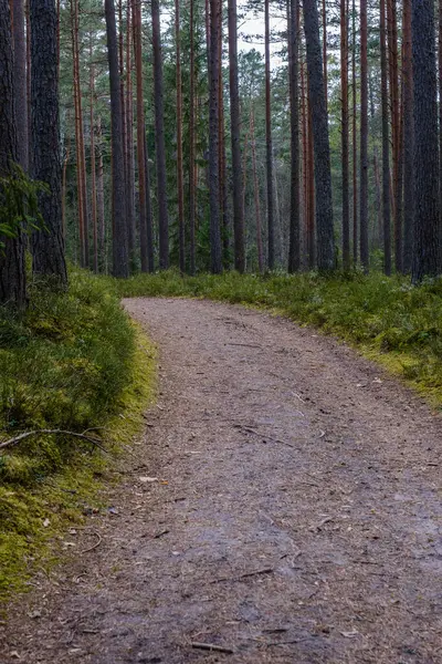 Sentier Touristique Dans Parc Vert Été Avec Gravier Rails Bois — Photo