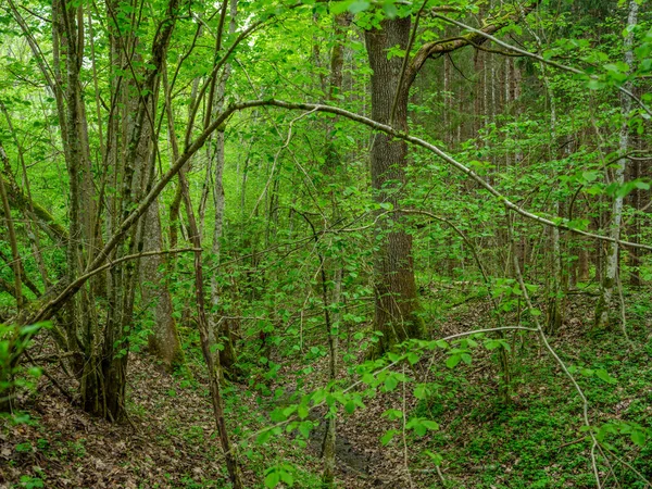Zielony Letni Las Mokrymi Liśćmi Porośniętymi Mchem Kamieniami Zielonymi Liśćmi — Zdjęcie stockowe