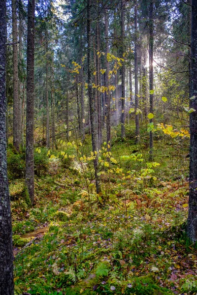 Jour Automne Ensoleillé Humide Dans Forêt Avec Peu Feuilles Sur — Photo