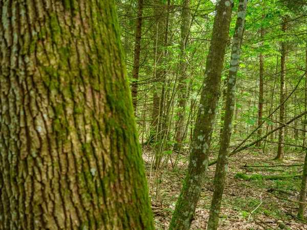 緑の葉と苔で覆われた緑の夏の森 — ストック写真