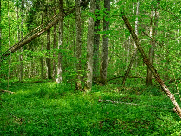 Green Summer Forest Wet Leaves Moss Covered Stones Green Foliage — Foto de Stock