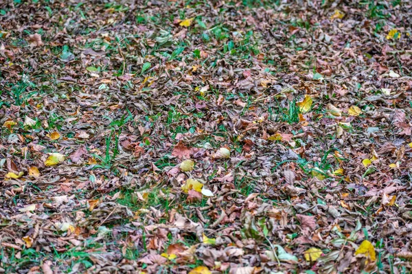 Torrt Träd Lämnar Textur Skogsbotten Våren Med Mörkbrun Botten — Stockfoto