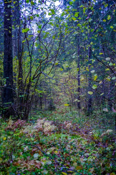 Våt Solig Höstdag Skogen Med Blad Träden Och Sol Skiner — Stockfoto