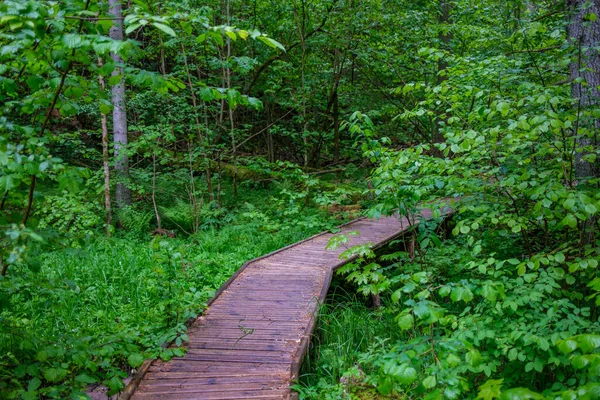 Turistické Stezky Letním Zeleném Parku Štěrkem Dřevěnými Kolejnicemi Stromy Relaxace — Stock fotografie