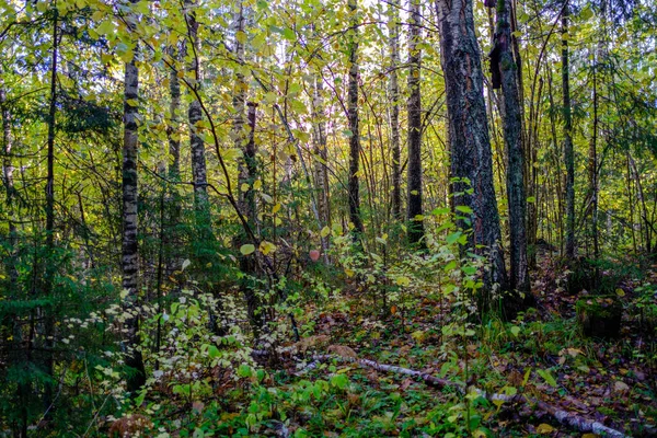 Natte Zonnige Herfstdag Het Bos Met Weinig Bladeren Aan Bomen — Stockfoto