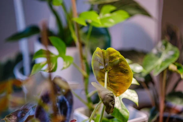 アパートで成長している装飾的な植物の詳細 窓の白い内装 — ストック写真