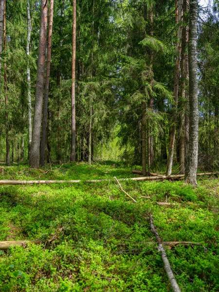 Πράσινο Θερινό Δάσος Βρεγμένα Φύλλα Και Βρύα Καλυμμένες Πέτρες Πράσινο — Φωτογραφία Αρχείου
