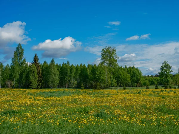 Nuvole Estive Rotte Campi Prati Campagna Estate Con Fiori Gialli — Foto Stock