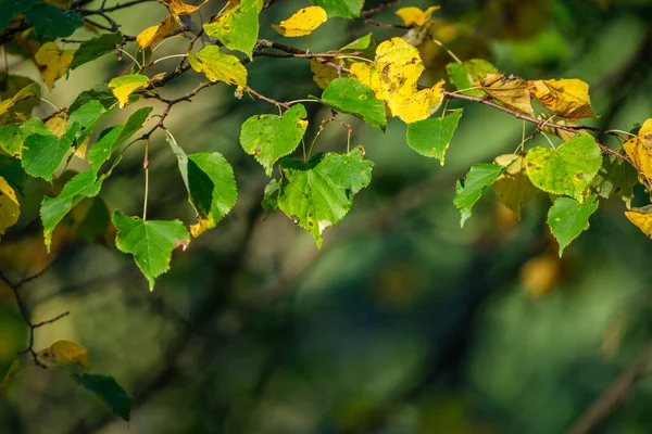 Våt Solig Höstdag Skogen Med Blad Träden Och Sol Skiner — Stockfoto