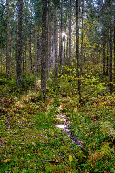 Våt Solig Höstdag Skogen Med Blad Träden Och Sol Skiner — Stockfoto