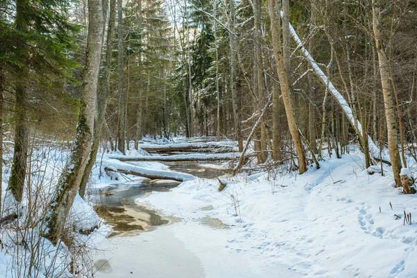 Zasněžená Pole Zimě Lesa Tmavý Zasněžený Obrázek Okolí — Stock fotografie