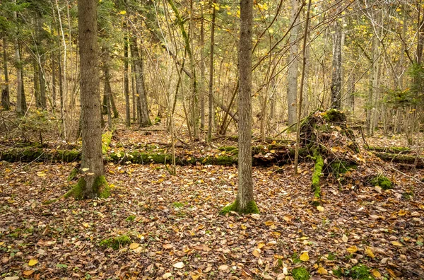 노년기에는 황금빛 나뭇잎 과검은 공원에서 가을을 — 스톡 사진