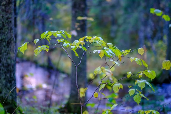 木漏れ日が少ない森の中の晴れた秋の日黄金の葉に枝を通して輝く太陽 — ストック写真