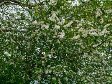 Bulanık arkaplan ve desenlerle mavi gökyüzüne karşı soyut ağaç dalları