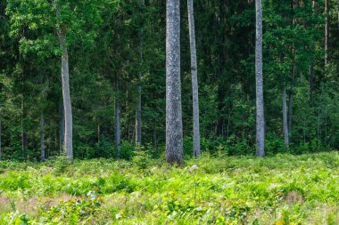 Açık arazinin yanındaki ağaç gövdesi duvarı ve ormanın sınırında.