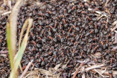 Ormanda birbirlerini ısıtan kırmızı karıncalar sürüsü.