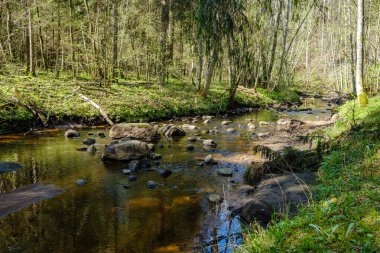 Sakin orman smal lriver doğal kayalardan küçük şelale ile. Kayaların ve ağaçların arasında akan sular,
